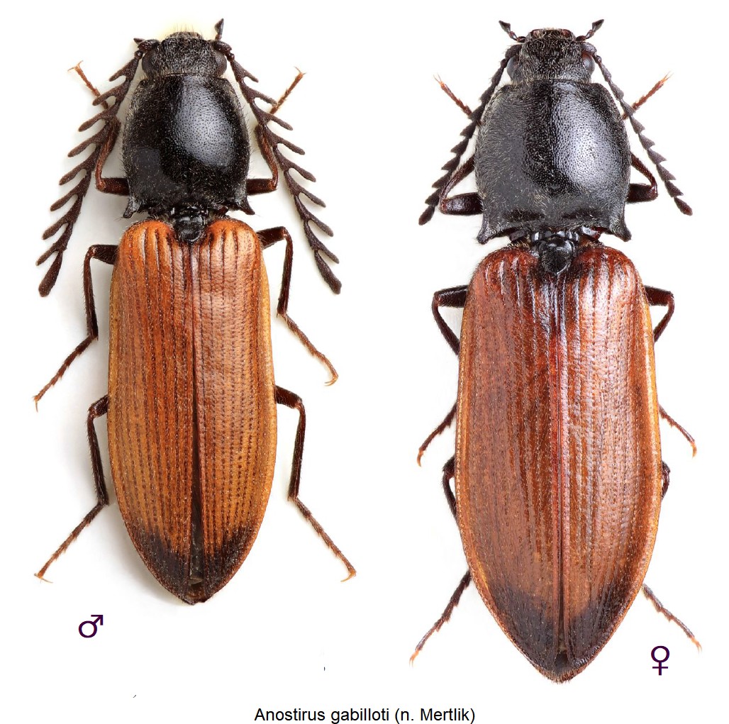 anostirus_gabilloti_hab.jpg