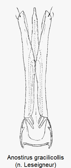 anostirus_gracilicollis.gif