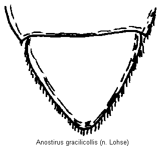 anostirus_gracilicollis_ast.gif