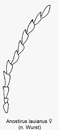 anostirus_lauianus_w_f.gif