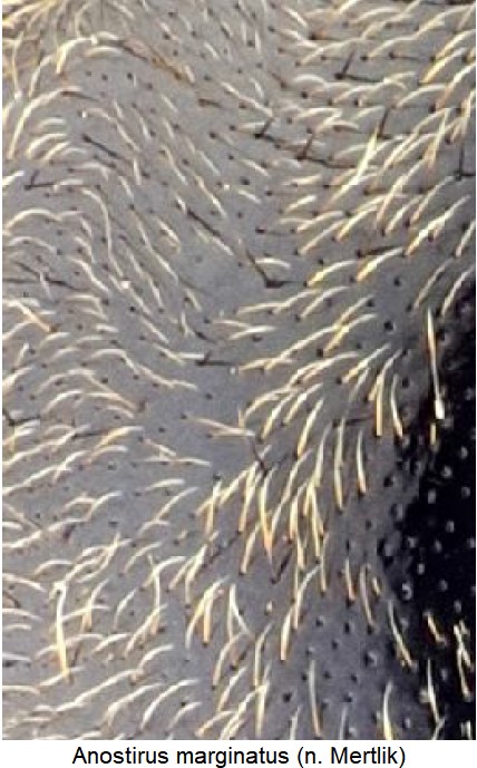 anostirus_marginatus_hsch_ms.jpg