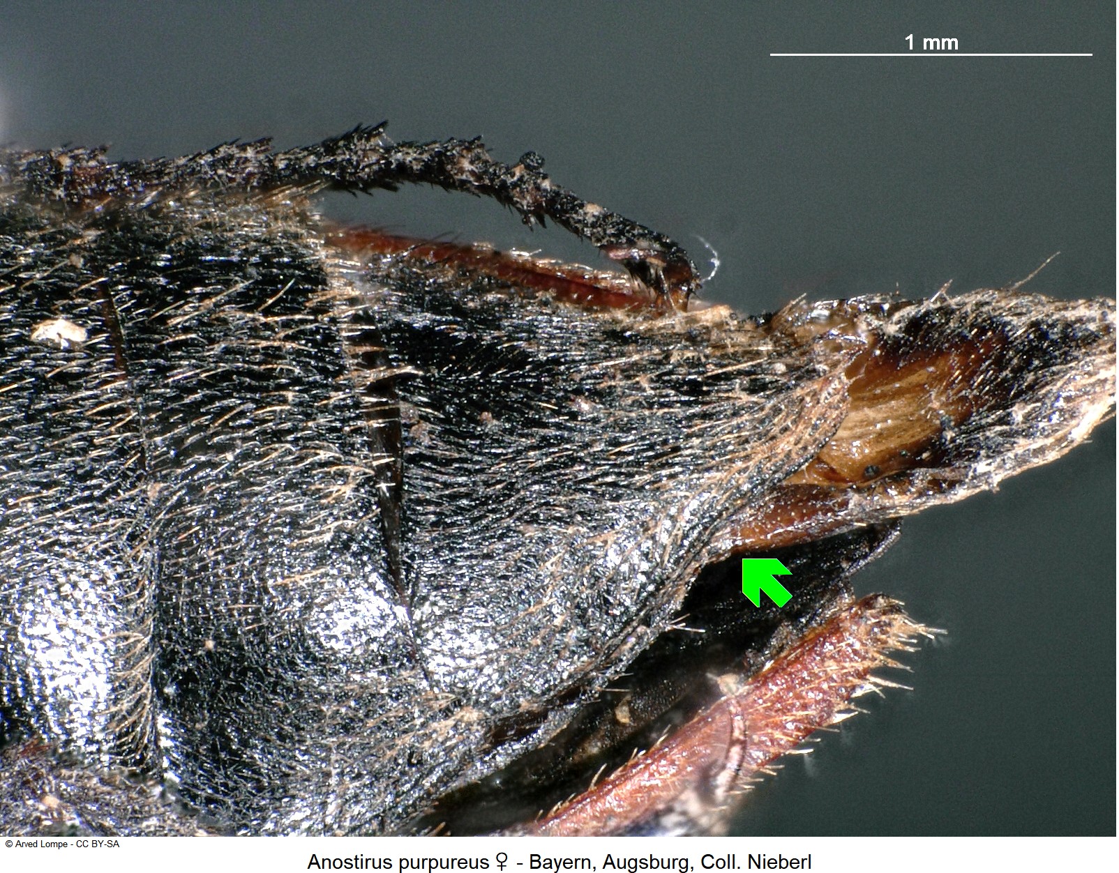 anostirus_purpureus_w_$6955_ster.jpg