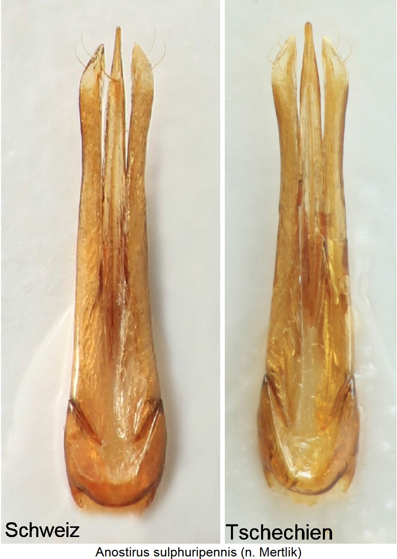 anostirus_sulphuripennis.jpg