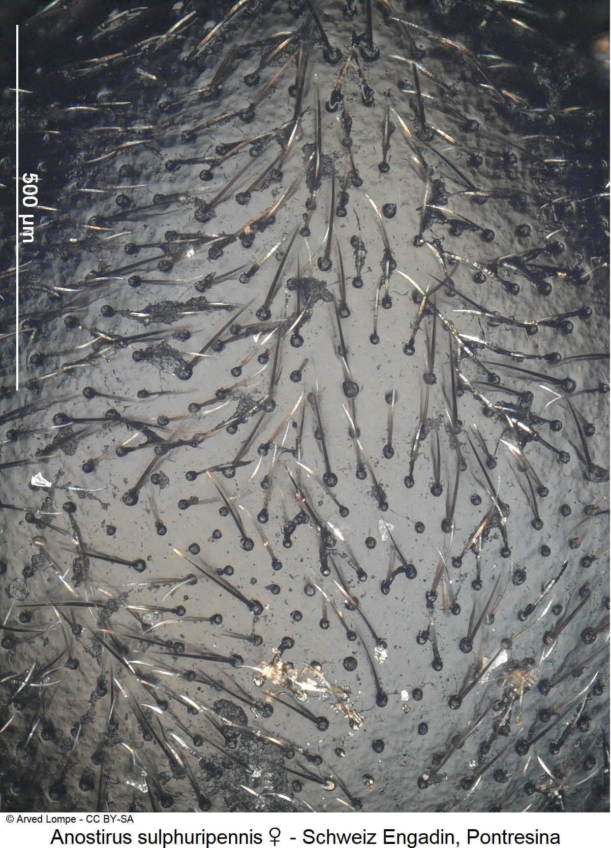 anostirus_sulphuripennis_w_$6964_hsch_ms.jpg