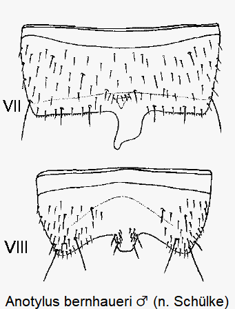 anotylus_bernhaueri_m_ster.gif