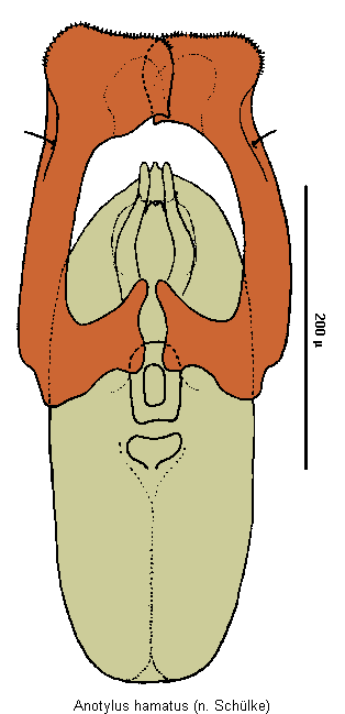 anotylus_hamatus.gif