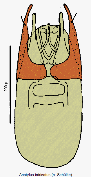 anotylus_intricatus.gif