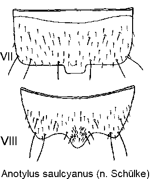 anotylus_saulcyi_m_ster.gif