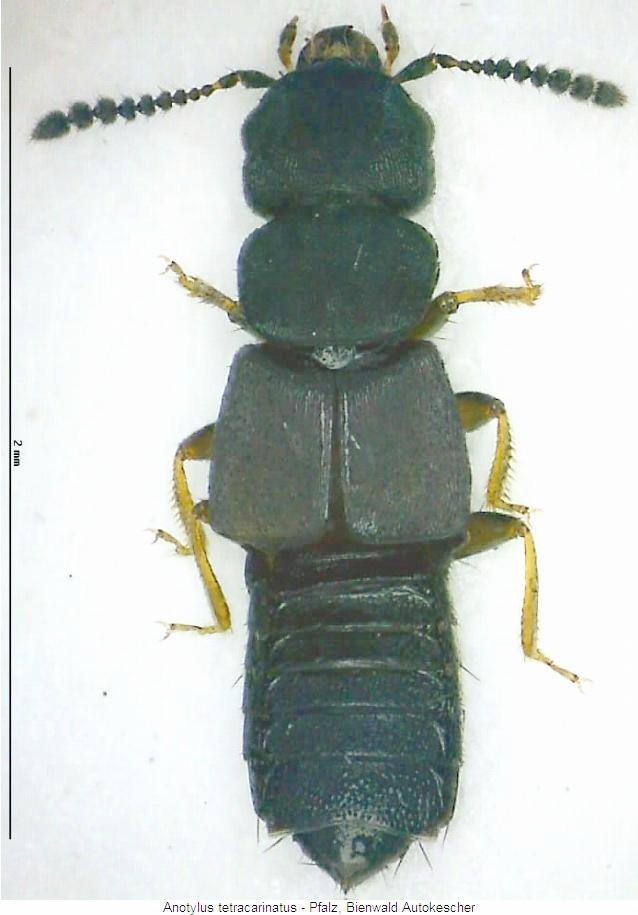 anotylus_tetracarinatus_hab.jpg