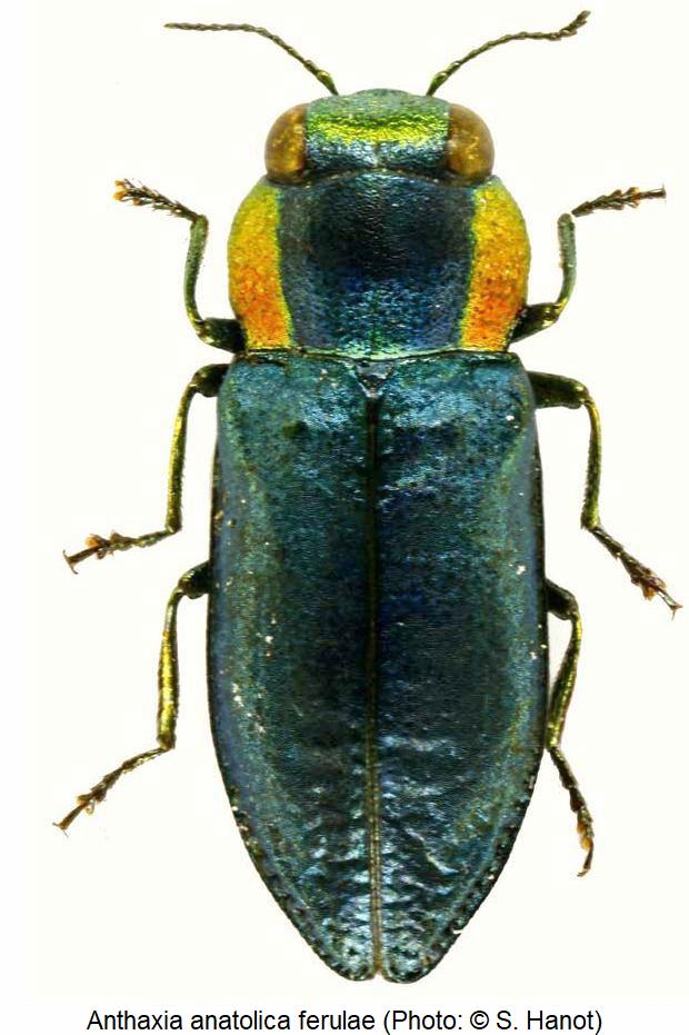 anthaxia_ferulae_hab.jpg