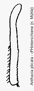 anthaxia_plicata_hschn.gif