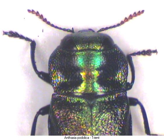 anthaxia_podolica_vk.jpg