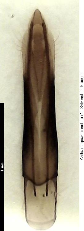 anthaxia_quadripunctata.jpg