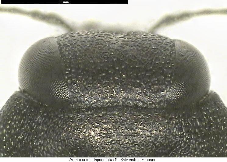 anthaxia_quadripunctata_k.jpg