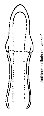 anthicus_axillaris.gif