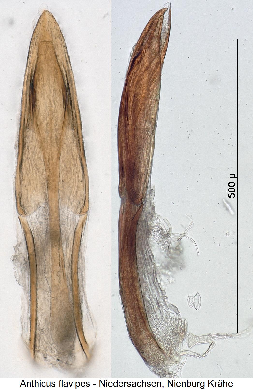 anthicus_flavipes.jpg