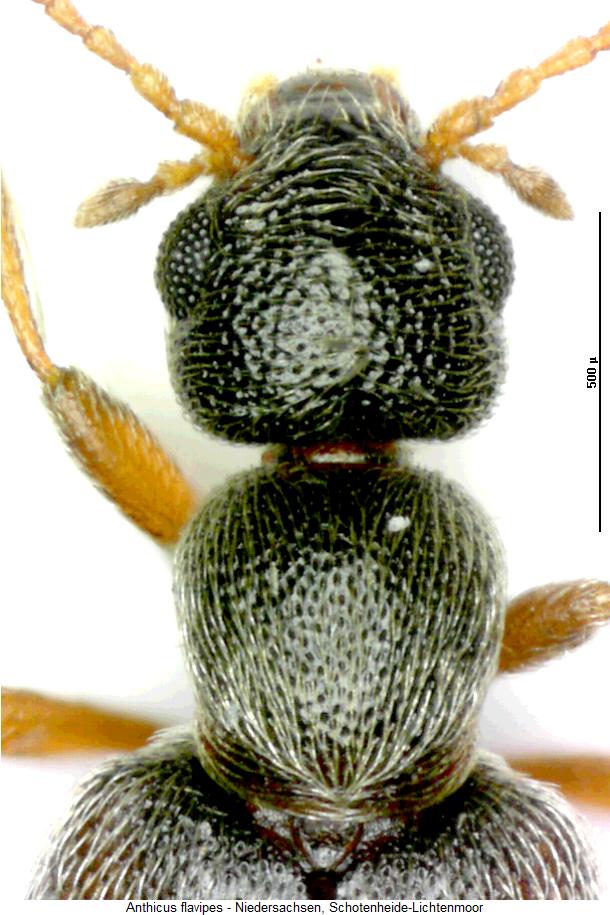anthicus_flavipes_vk2.jpg
