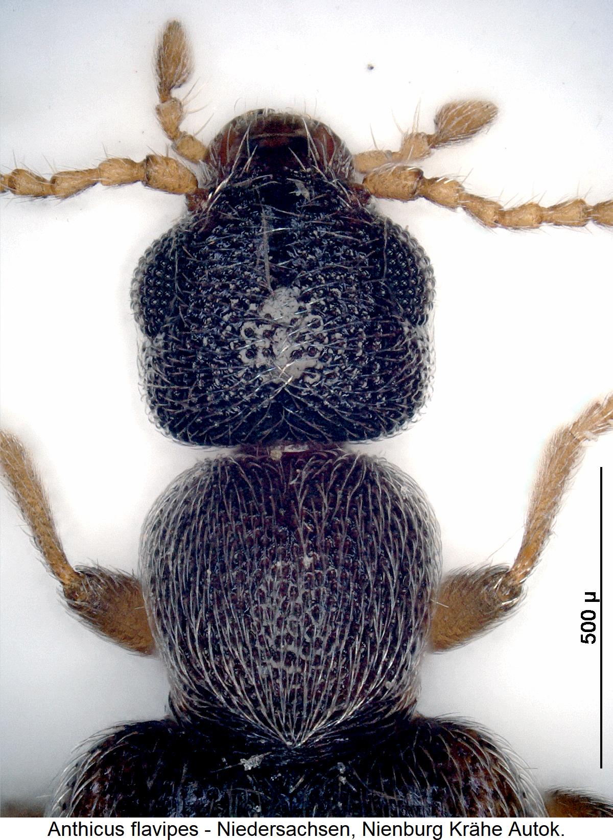 anthicus_flavipes_vk3.jpg