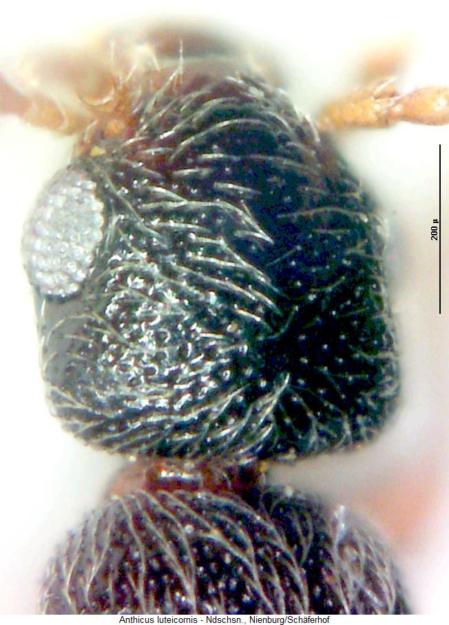 anthicus_luteicornis_k.jpg