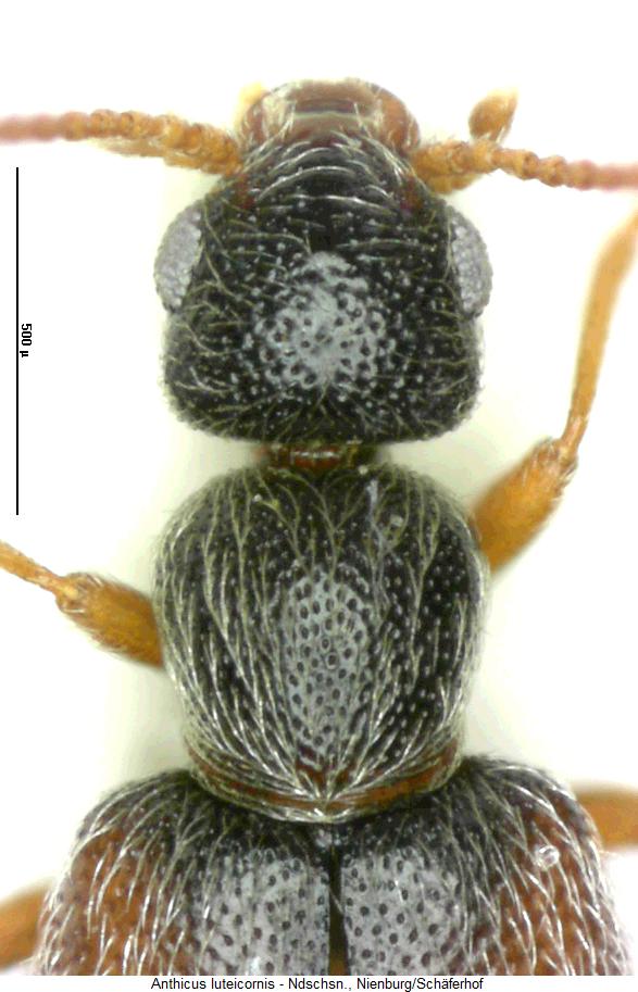 anthicus_luteicornis_vk2.jpg