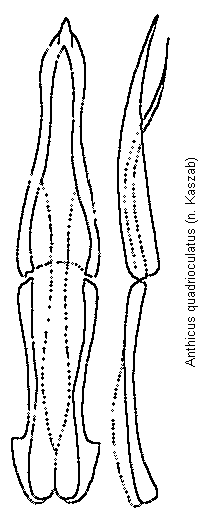 anthicus_quadrioculatus.gif