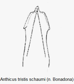 anthicus_schaumi.gif