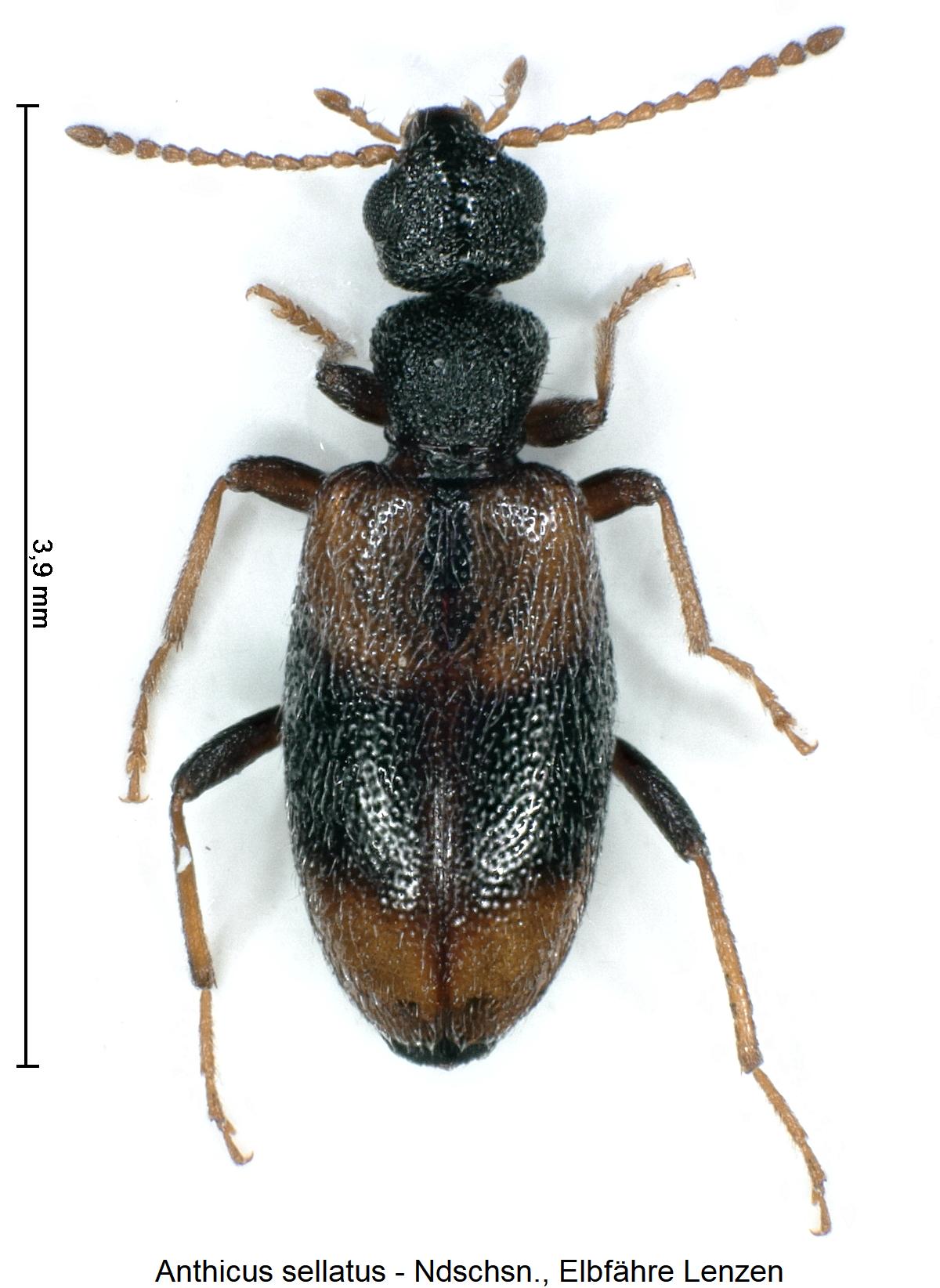 anthicus_sellatus_hab1.jpg