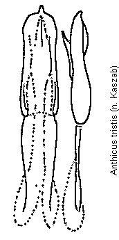 anthicus_tristis.gif