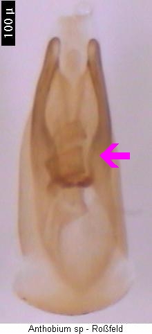 anthobium_sp.jpg