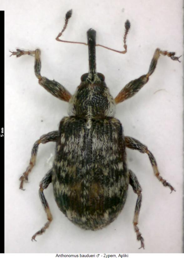 anthonomus_baudueri_m_hab.jpg