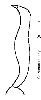 anthonomus_phyllocola_vschn.gif