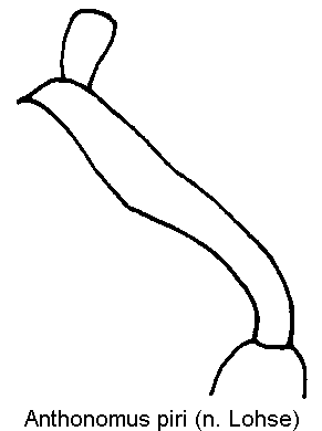 anthonomus_piri_vschn.gif