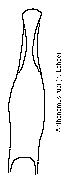 anthonomus_rubi.gif