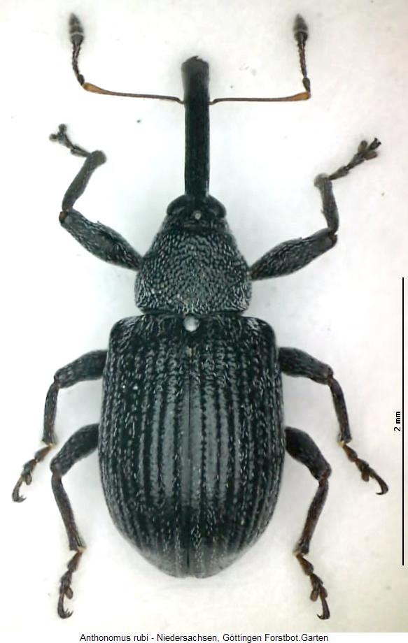 anthonomus_rubi_hab.jpg