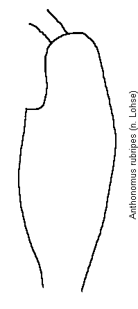 anthonomus_rubripes_vschl.gif