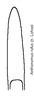 anthonomus_rufus.gif