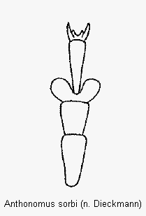 anthonomus_sorbi_htr.gif