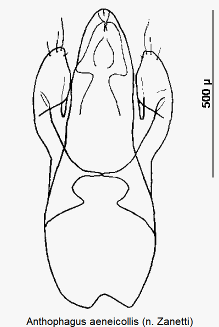 anthophagus_aeneicollis.gif