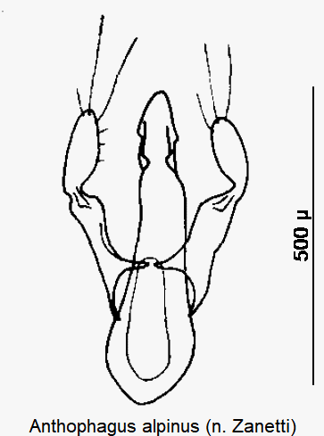 anthophagus_alpinus.gif