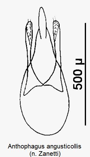 anthophagus_angusticollis.gif