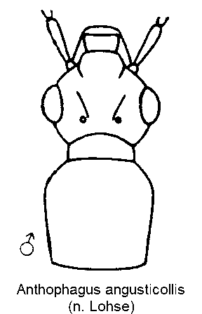 anthophagus_angusticollis_m_k.gif