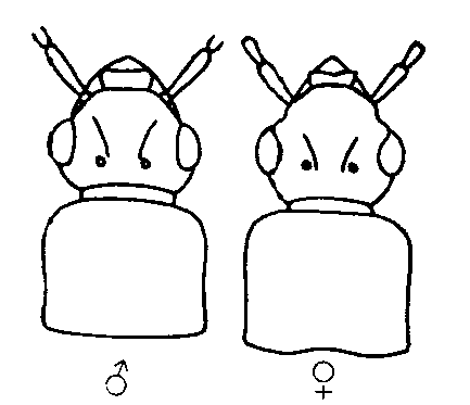anthophagus_arrowi_k.gif