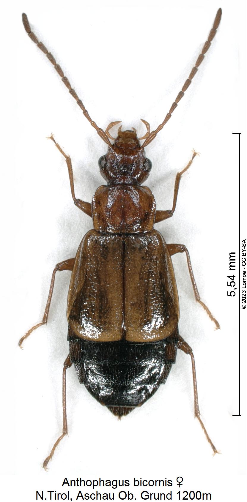 anthophagus_bicornis_w_hab.jpg