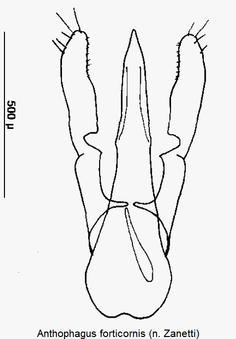 anthophagus_forticornis.gif