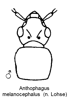 anthophagus_melanocephalus_m_k.gif