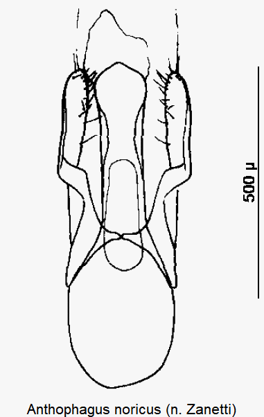anthophagus_noricus.gif