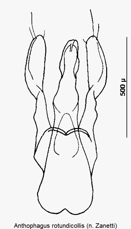 anthophagus_rotundicollis.gif