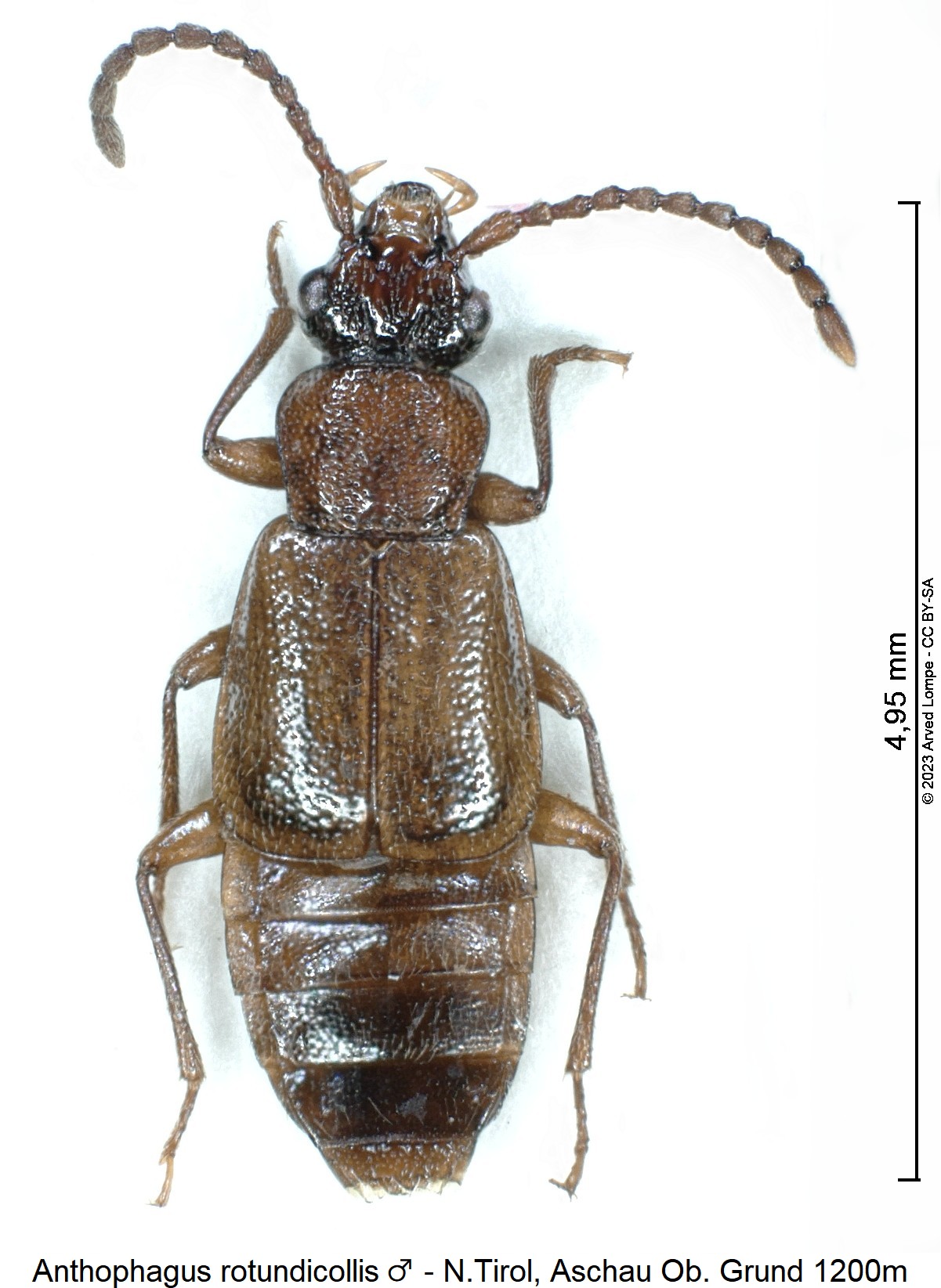 anthophagus_rotundicollis_hab.jpg