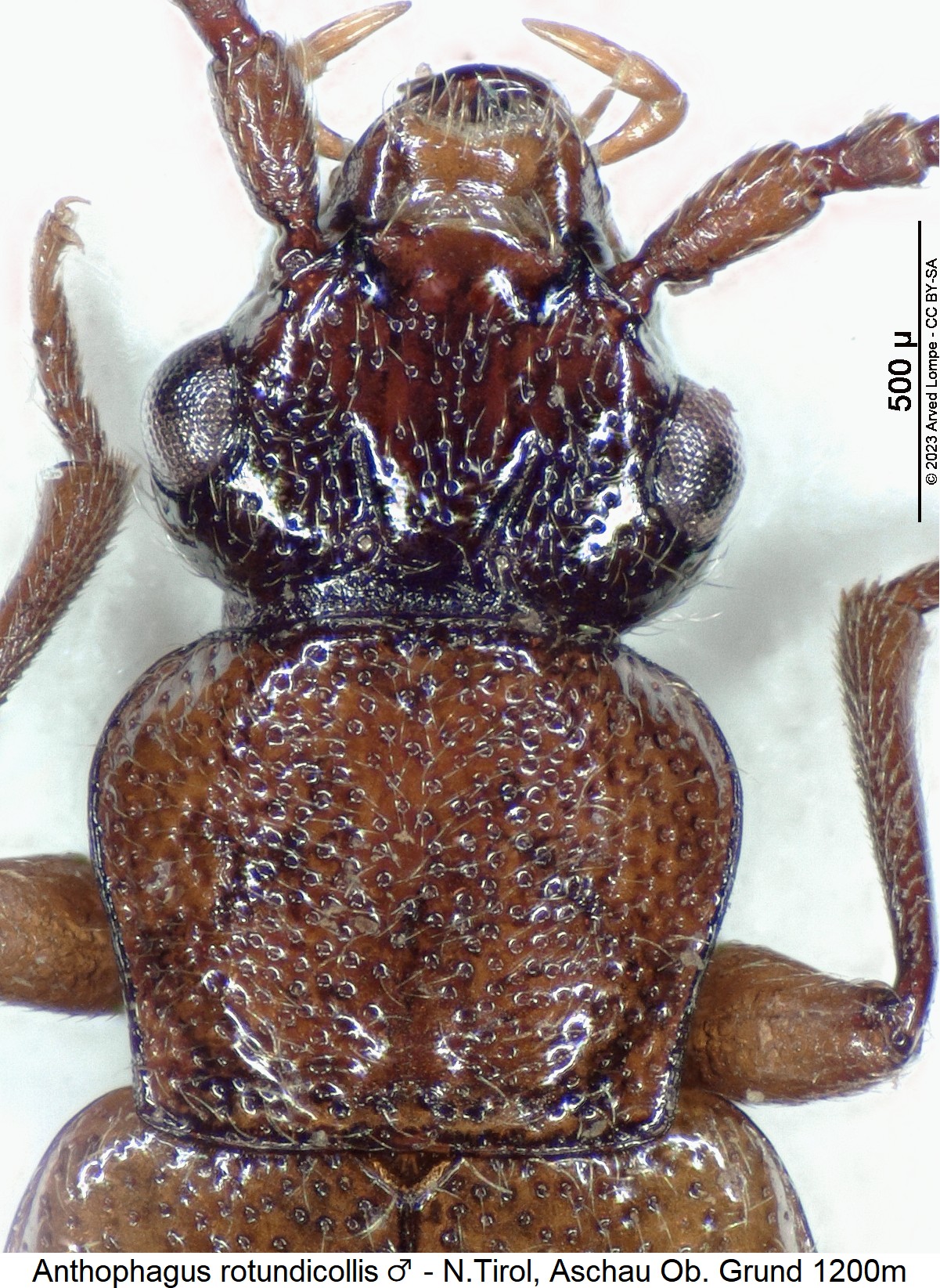 anthophagus_rotundicollis_vk.jpg