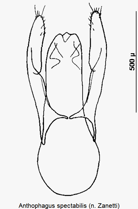 anthophagus_spectabilis.gif